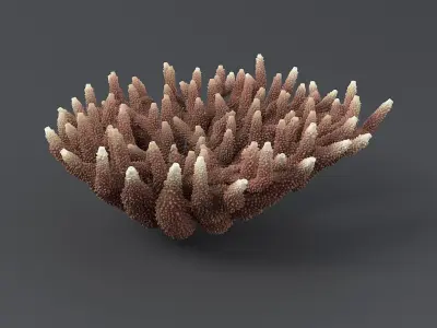  Corals Big Collection 