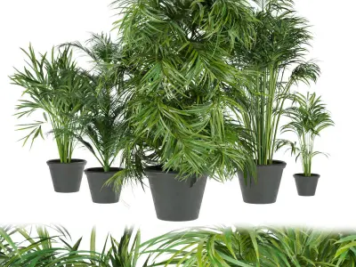 Collection plant indoor vol 3 3D Model Pack