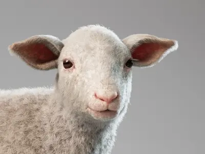  Lamb Rigged Animated with Fur 