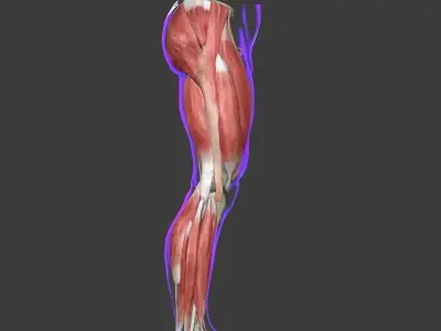 Human Leg Muscle Anatomy Medical Edition 3D model