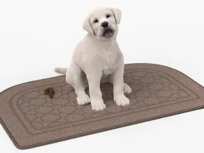 Labrador Retriever Puppy Pooped on the Mat Fur 