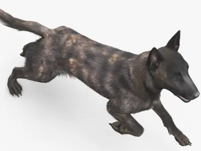 Agile Herding Dog Dutch Shepherd Running Fur 