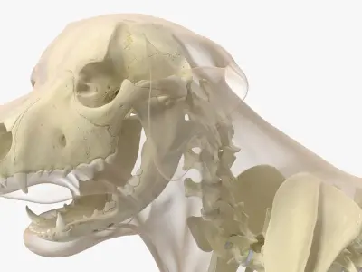  Animal Skeletons with Skin Collection 