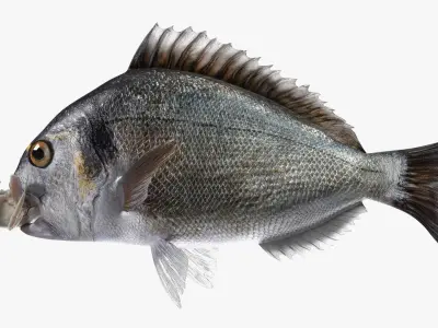  Dorado Fish With Crab In Mouth 