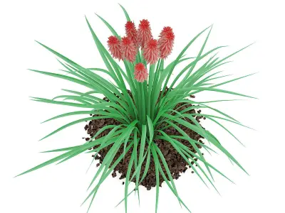 Kniphofia Plant Tritoma 3D model