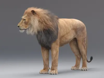  Lion Rigged (Fur) 