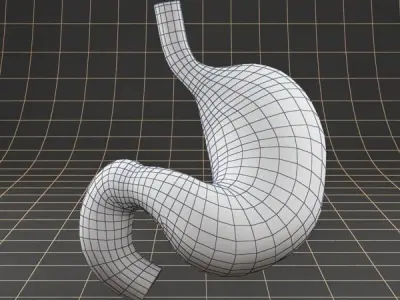 Anatomy stomach PACK 3D model