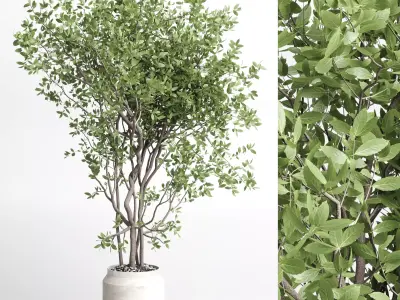 Indoor plant 406 concrete dirt vase plant tree pot Low-poly 3D model