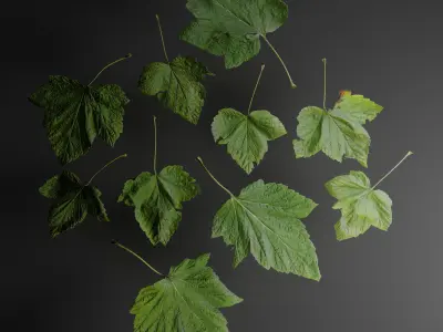 Garden trees leaves atlases Texture