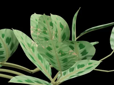 Maranta Prayer Plant Low-poly 3D model