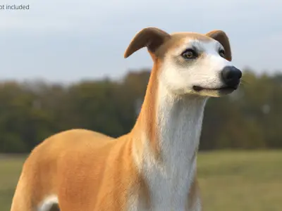  Adult Racing Greyhound Male Fawn Fur for Cinema 4D 