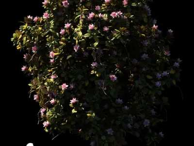 Magnolia L 4 models 3D model