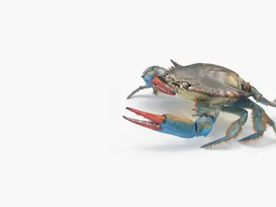  Blue Crab 