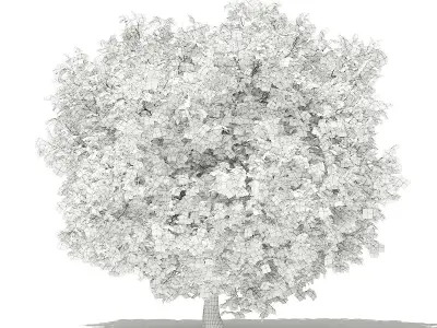 Common Fig Tree 3D model