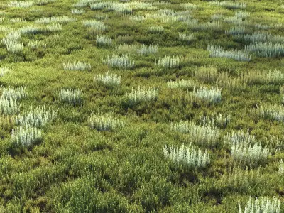 Field herbs grass 4 3D model