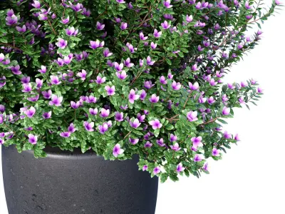 Decorative garden tree flowerbed shrub Indoor plant balcony 3D model