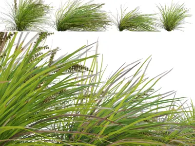 Lomandra Longifolia Nyalla - Mat Rush 02 3D model