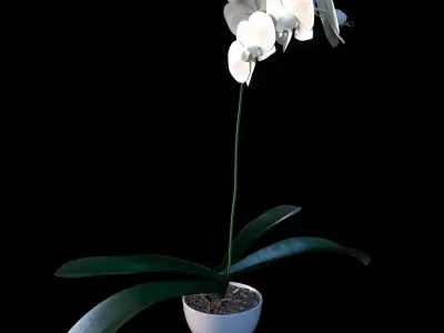 Orchid in pot 3D model