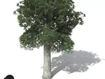 XfrogPlants White Kauri 3D model