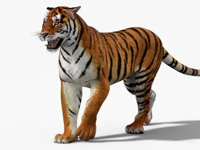  Tiger Model Animated 