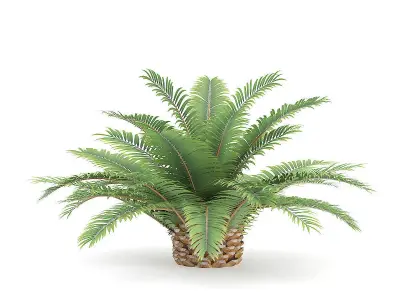 Queen Sago Plant 3D model
