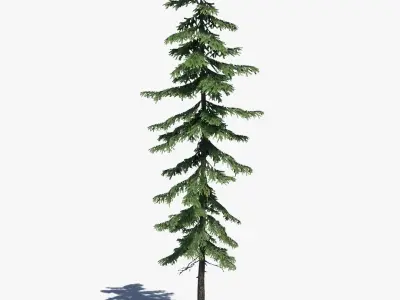  Pine Tree Pack 01 