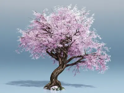 Cherry Blossom Tree 