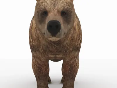 Bear 5 grizzly 3D model