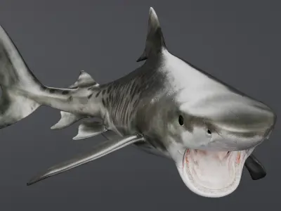  Tiger Shark Swim Fast Animated Rigged For Maya 