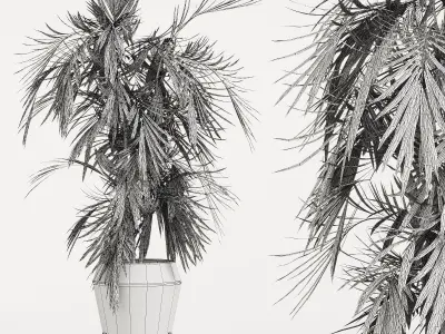 Indoor Plant 01 3D model order