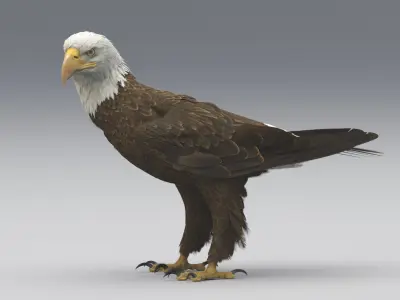  American Bald Eagle Animated 
