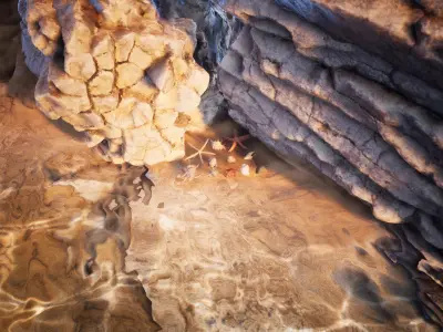 Sea Shells  24 Assets Low-poly 3D model