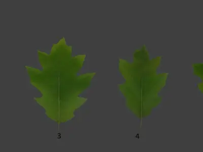 Oak 2 leaf 3D models 3D model