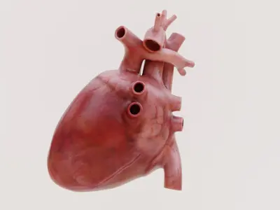  Human Heart 