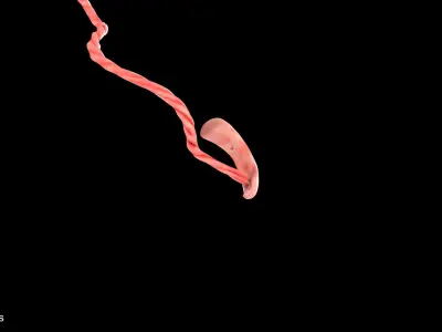 4 Weeks Human Fetus Low-poly 3D model