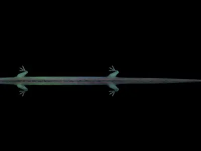 dragon ChineseDragon loong imperial 3D model