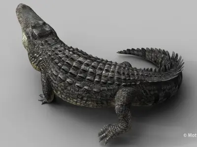  Alligator PRO 