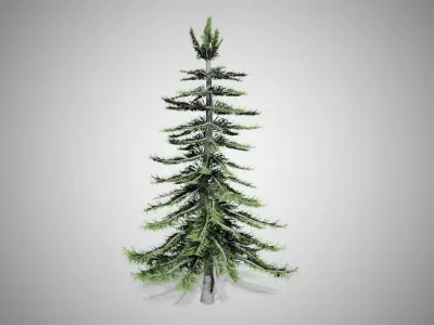 Alaska Cedar Tree Low-poly 3D model