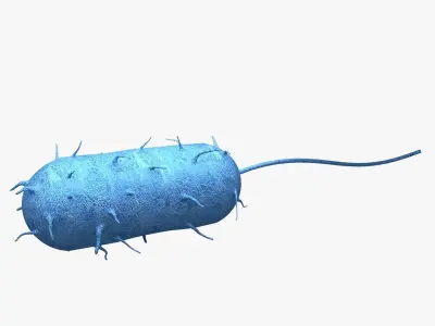 Bacteria bacterium 3D model