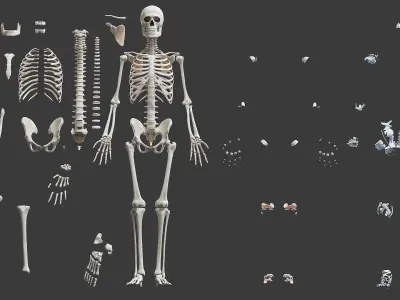  Full Obese Male Anatomy 