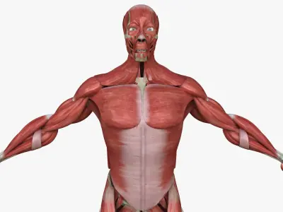 Male and Female Complete Muscle Anatomy 3D model