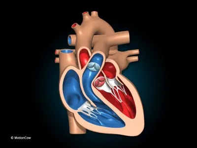  Heart X-Section 