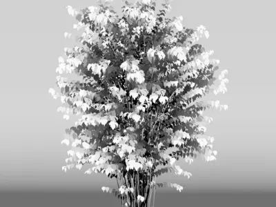 Philadelphus Coronarius adult 3D model