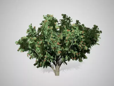 Common Hawthorn Tree Low-poly 3D model