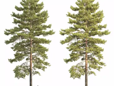 Pinus Sylvestris 34 3D model
