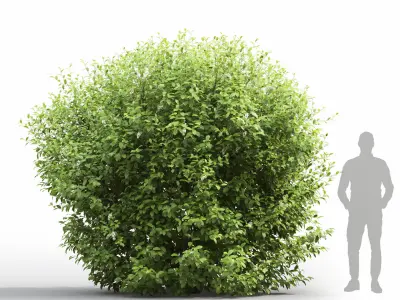 Prunus Padus 7 3D model