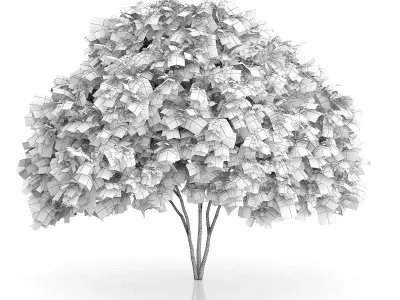Elderberry Tree Sambucus nigra 3D model