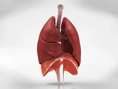 Human Lungs with Diaphragm Anatomy 3D model