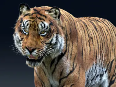  Tiger(Rigged, Fur)_1 