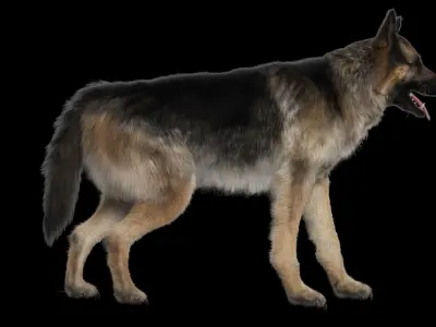  Shepherd Dog Anatomy 